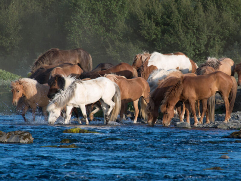 Krása Islandských Koní A Polární Záře Na Islandu
