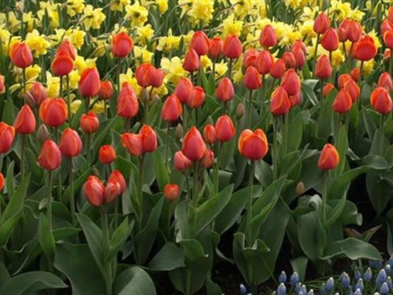 Krásy Holandska a květinové korzo 2014