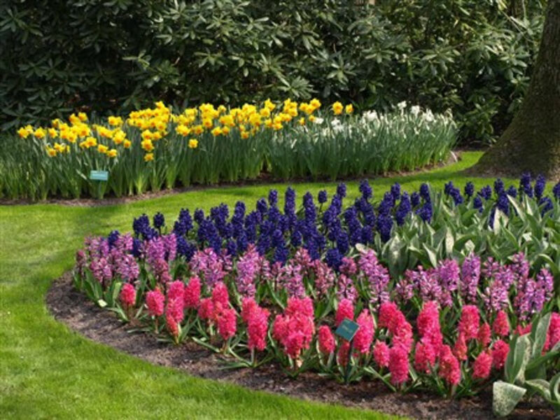 Krásy Holandska a květinové korzo 2014