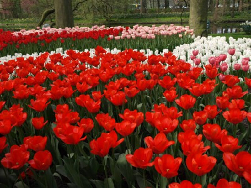 Krásy Holandska a květinové korzo