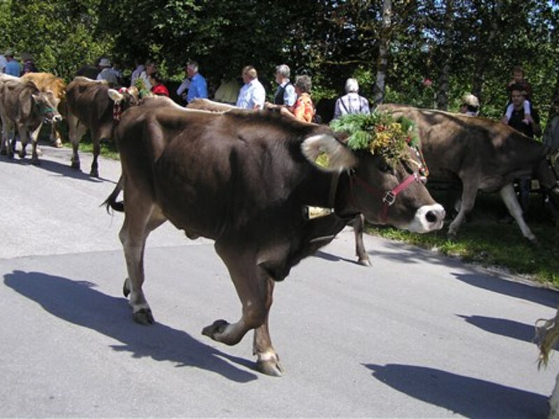 Krásy Tyrolska a slavnost shánění stád