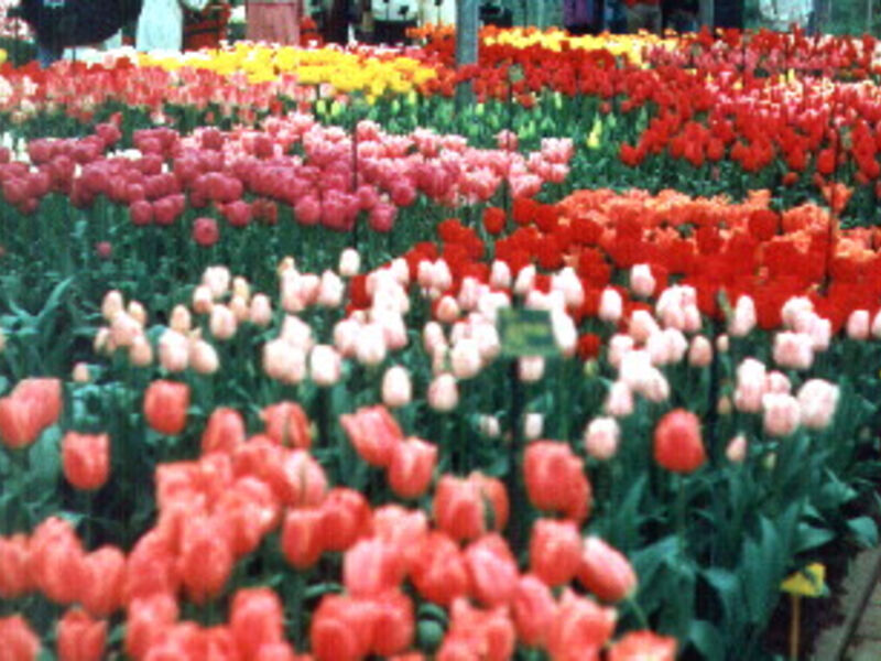 Květinové Holandsko A Romantická Belgie  V Době Jarního Květu.