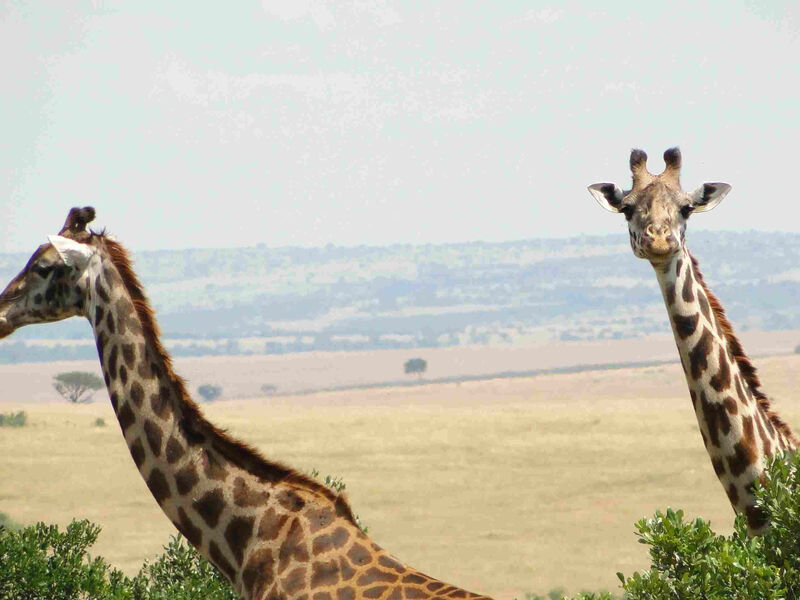 Luxusní Masai Mara Safari S Pobytem U Oceánu - Bamburi Beach Hotel 3*