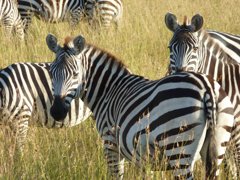 Luxusní Masai Mara Safari S Pobytem U Oceánu - Mombasa Continental Resort 4*