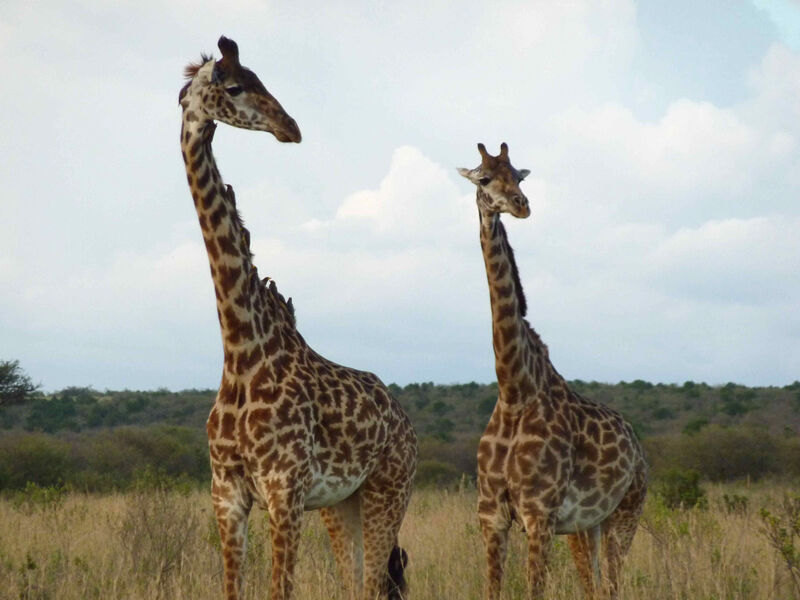 Luxusní Masai Mara Safari S Pobytem U Oceánu - Mombasa Continental Resort 4*