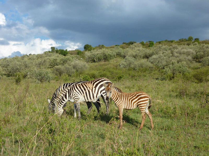 Luxusní Masai Mara Safari S Pobytem U Oceánu - Pinewood Beach Resort 4*