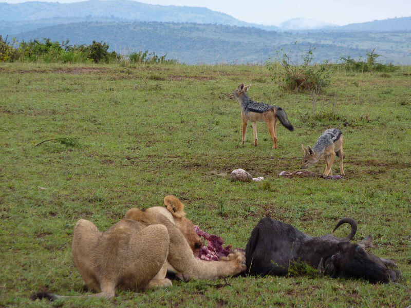 Luxusní Masai Mara Safari S Pobytem U Oceánu - Southern Palms Beach Resort 4*