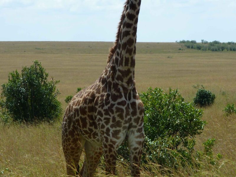 Luxusní Masai Mara Safari S Pobytem U Oceánu - Southern Palms Beach Resort 4*