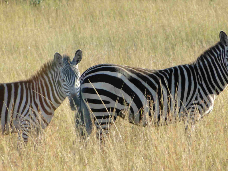 Luxusní Masai Mara Safari V Keni - 8 Dní