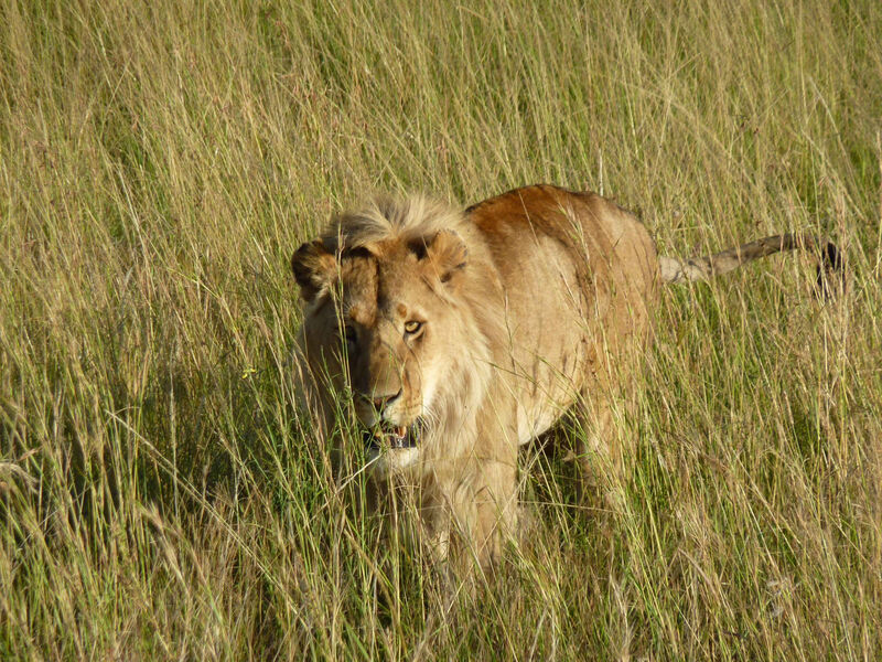 Luxusní Masai Mara Safari V Keni - 8 Dní