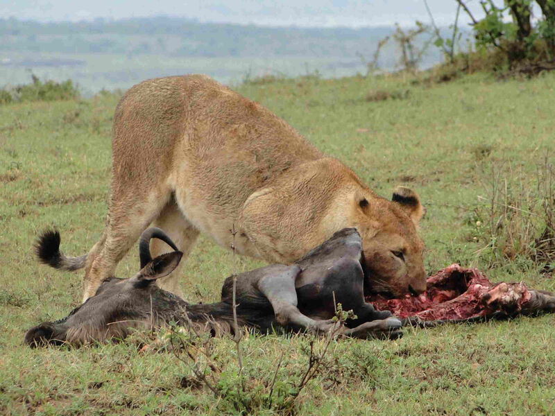 Luxusní Safari V Keni - 8 Dní