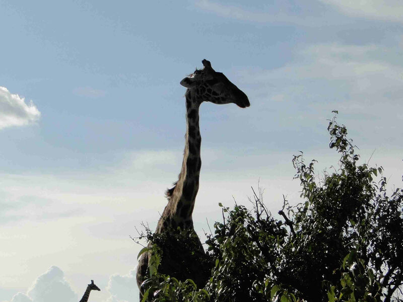 Luxusní Safari V Tanzanii - 8 Dní