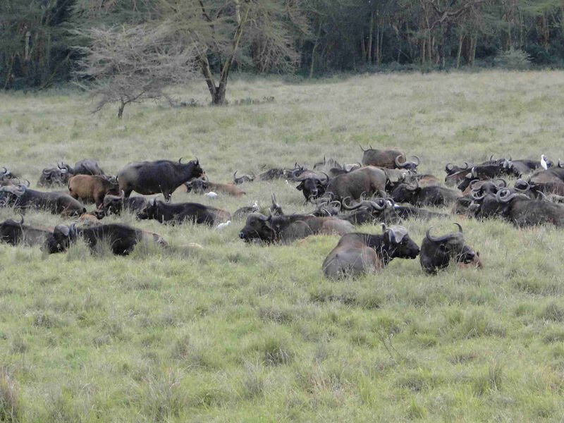 Luxusní Serengeti A Ngorongoro Safari V Tanzanii - 9 Dní
