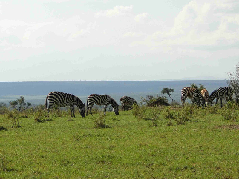 Luxusní Serengeti A Ngorongoro Safari V Tanzanii - 9 Dní