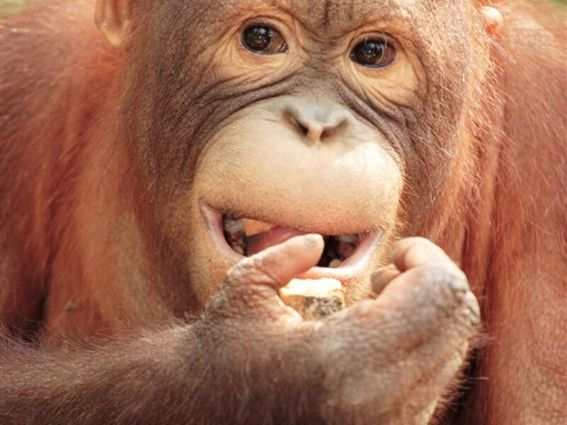 Malajsie - Za Orangutany Na Borneo