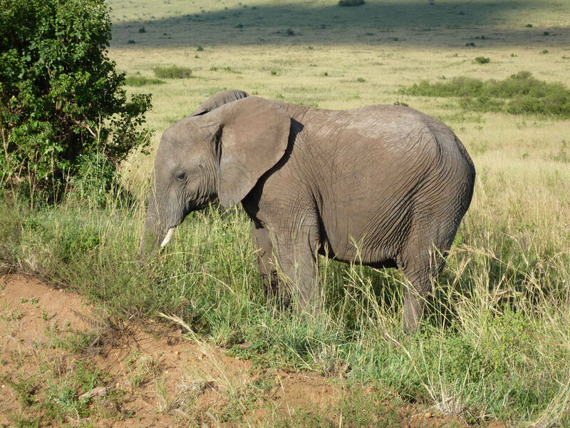 Mt.Kenya, Samburu, Jezero Nakuru A Masai Mara Safari - 9 Dní