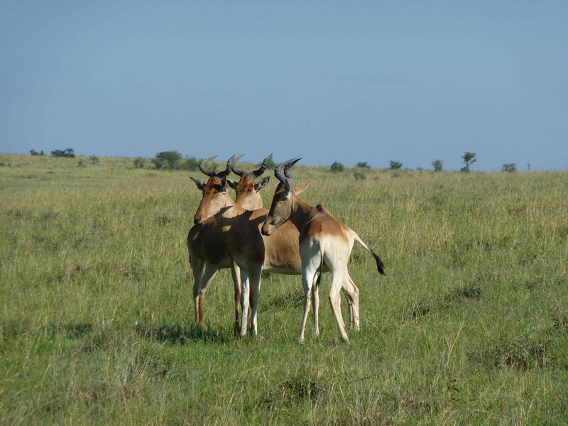 Mt.Kenya, Samburu, Jezero Nakuru A Masai Mara Safari - 9 Dní