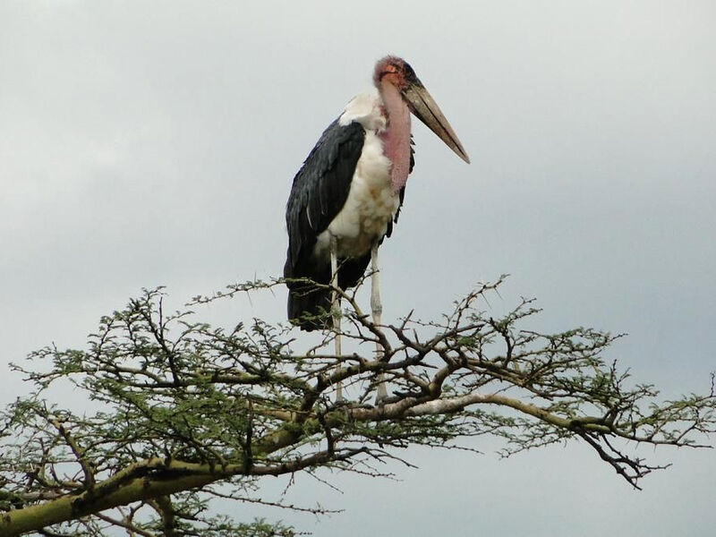 Mt.Meru, Samburu, Mt. Kenya, Jezero Nakuru A Masai Mara Safari - 12 Dní
