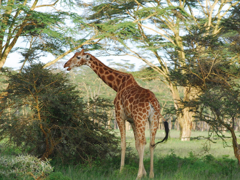 Národní parky severní Keni - pro náročné