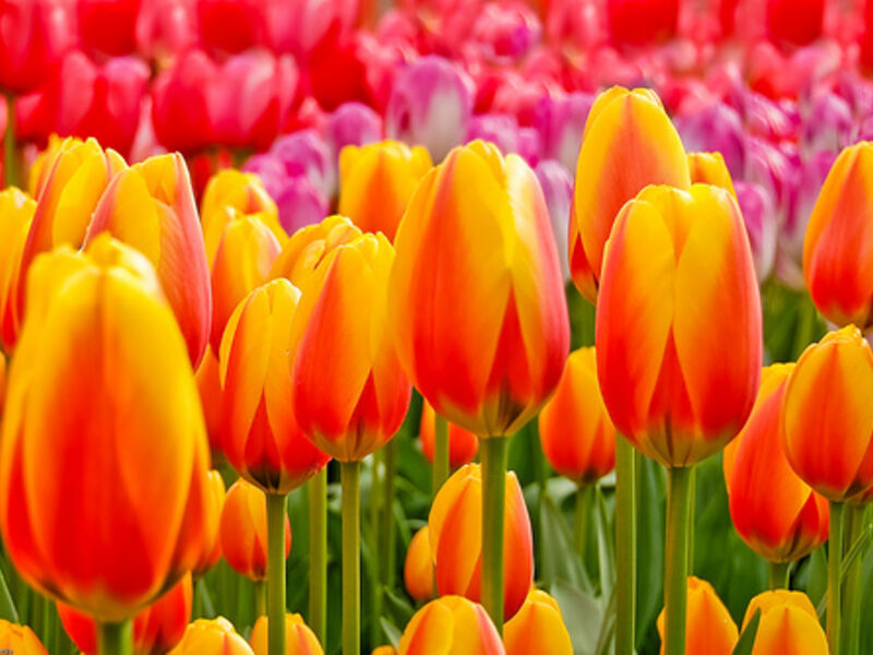 Nizozemsko - Holandsko - Květinové Korzo