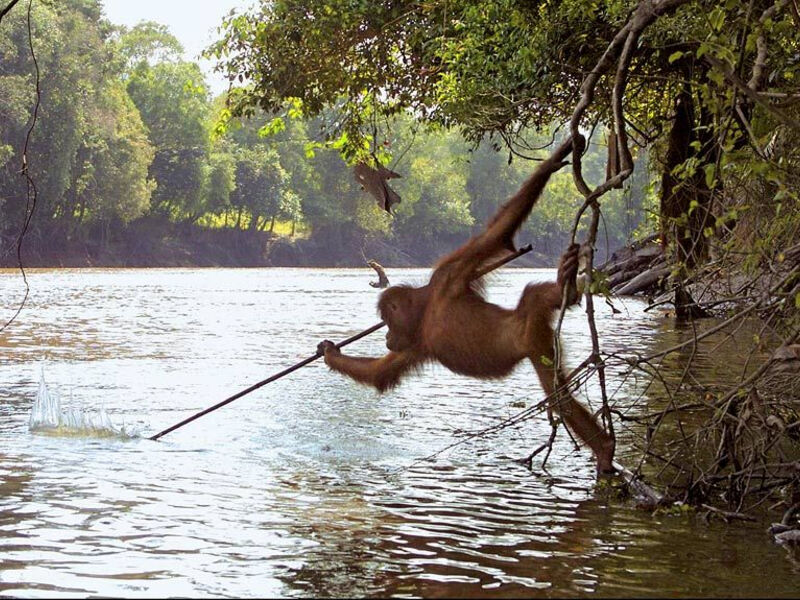 Pozorování Orangutanů V Divoké Přírodě S Pobytem Na Ostrově Bali – 12 Dní