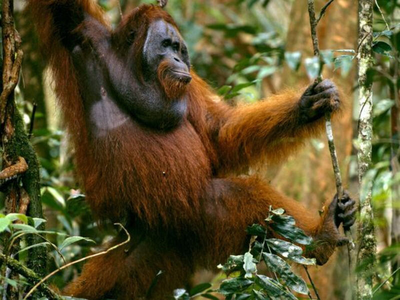 Pozorování Orangutanů V Divoké Přírodě S Pobytem Na Ostrově Bali – 12 Dní