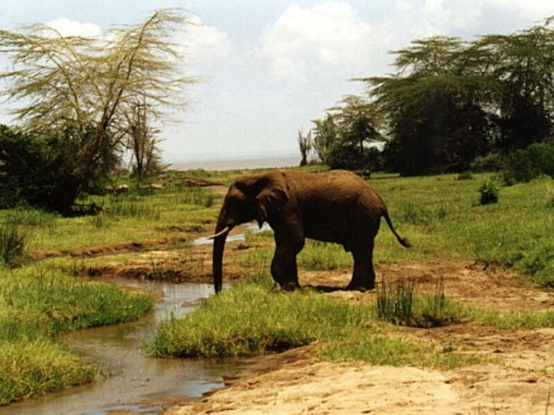 Safari v Keni a Tanzanii, Zanzibar