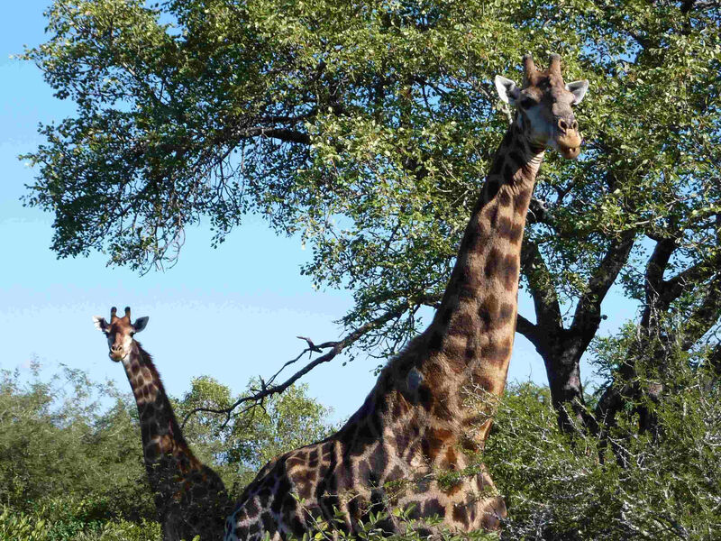Safari V Krugerově Národním Parku S Ubytováním V Korunách Stromů - 8 Dní