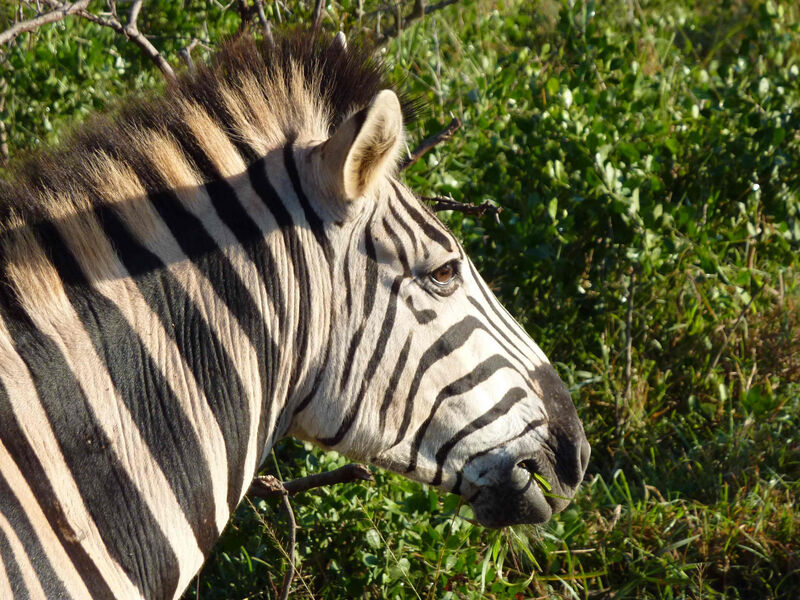 Safari V Krugerově Národním Parku S Ubytováním V Korunách Stromů - 8 Dní