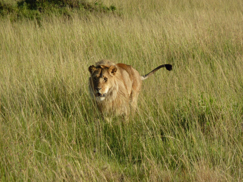 Safari V Np Amboseli A Tsavo S Pobytem U Oceánu V Mombase - 10 Dní