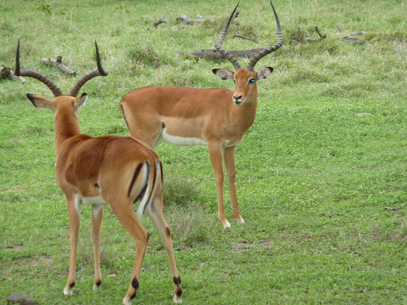 Samburu, Jezero Baringo, Jezero Nakuru A Masai Mara Safari - 10 Dní