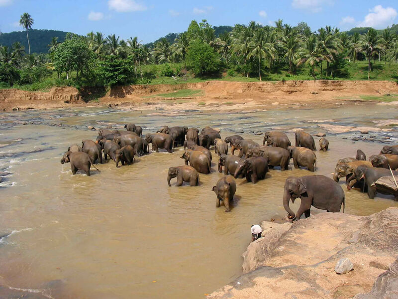 Srí Lanka - Cejlon - Tropický Ráj Zvířat
