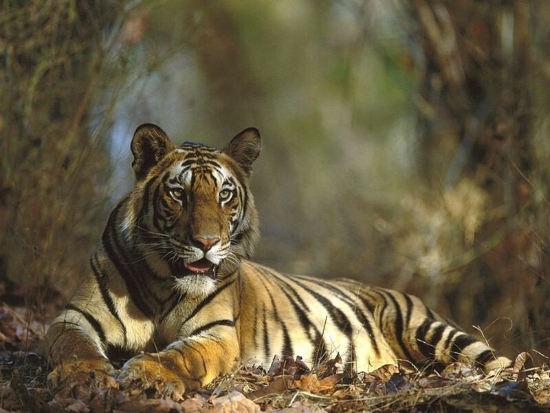 Tajuplné Chrámy A Safari V Nejkrásnějších Národních Parcích Indie - 15 Dní