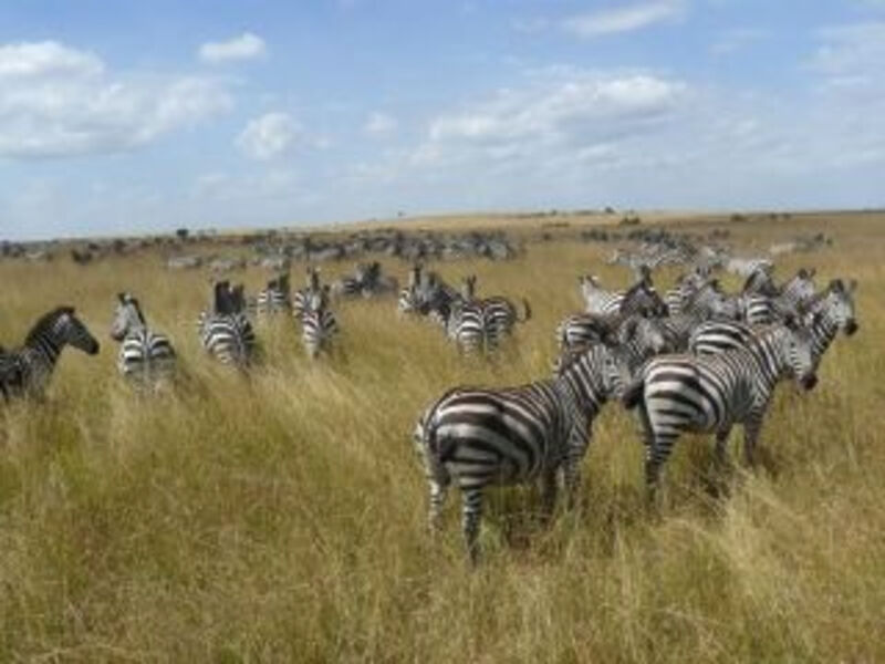 Velké Safari V Keni - 8 Dní