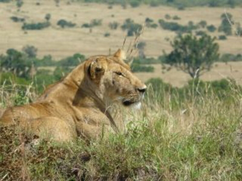 Velké Safari V Keni - 8 Dní