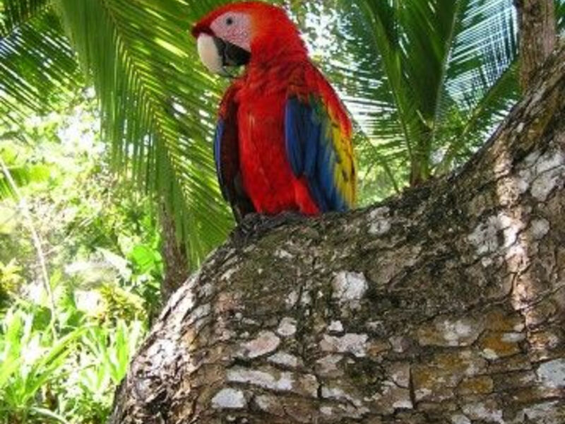 Za Papoušky Do Netknuté Kostariky Po Vlastní Ose - 9 Dní