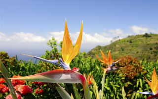 Madeira exotický ráj -  květinový ostrov věčného jara - ilustrační fotografie