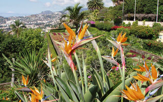 Madeira - Pohodová Turistika Na Květinovém Ostrově Věčného Jara - ilustrační fotografie