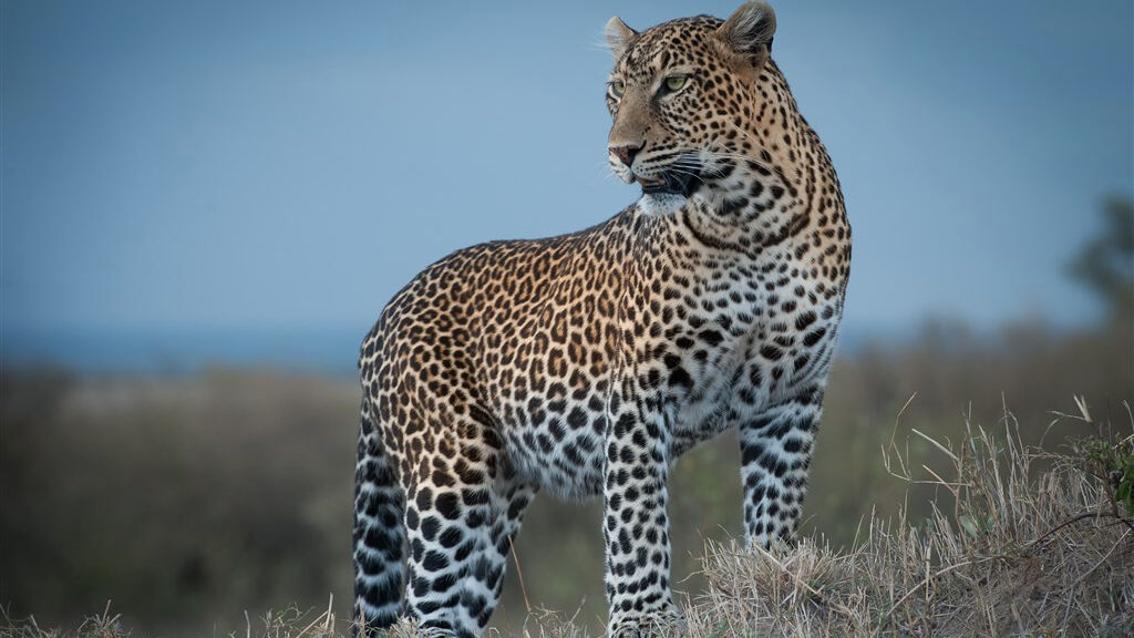 Cheetah safari - fotografie