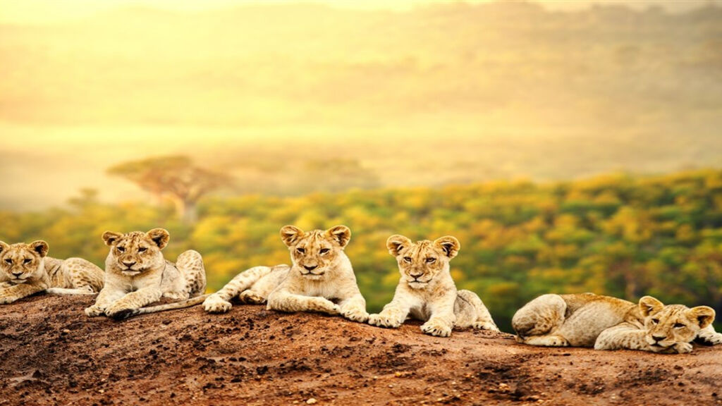 Cheetah safari - fotografie
