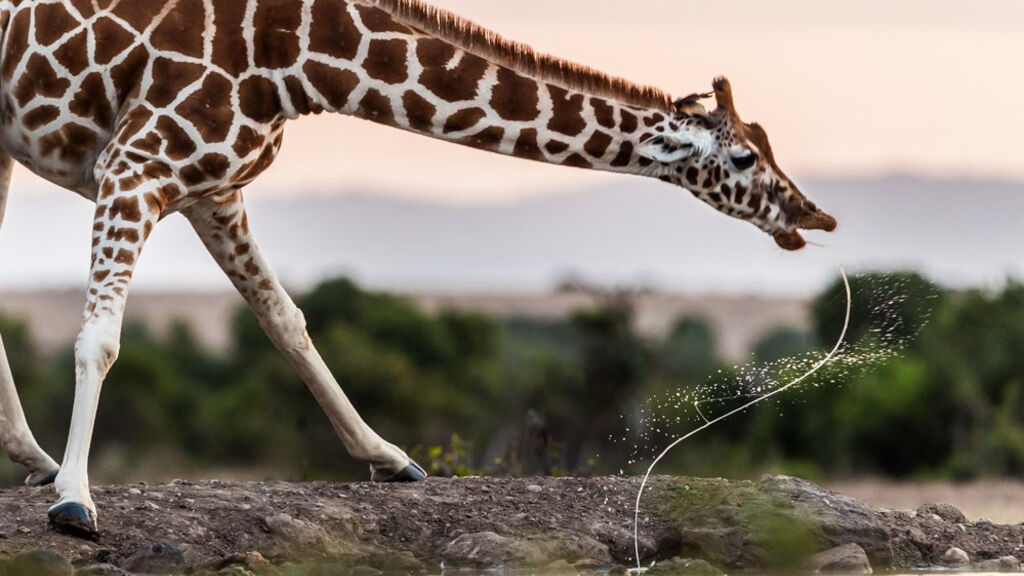Cheetah safari - fotografie