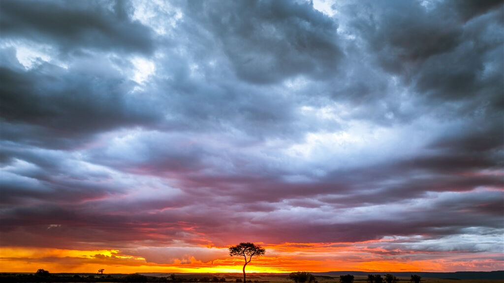 Cheetah safari - fotografie