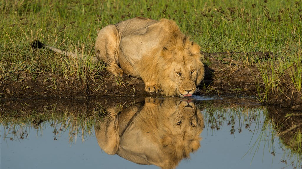 Cheetah safari - fotografie
