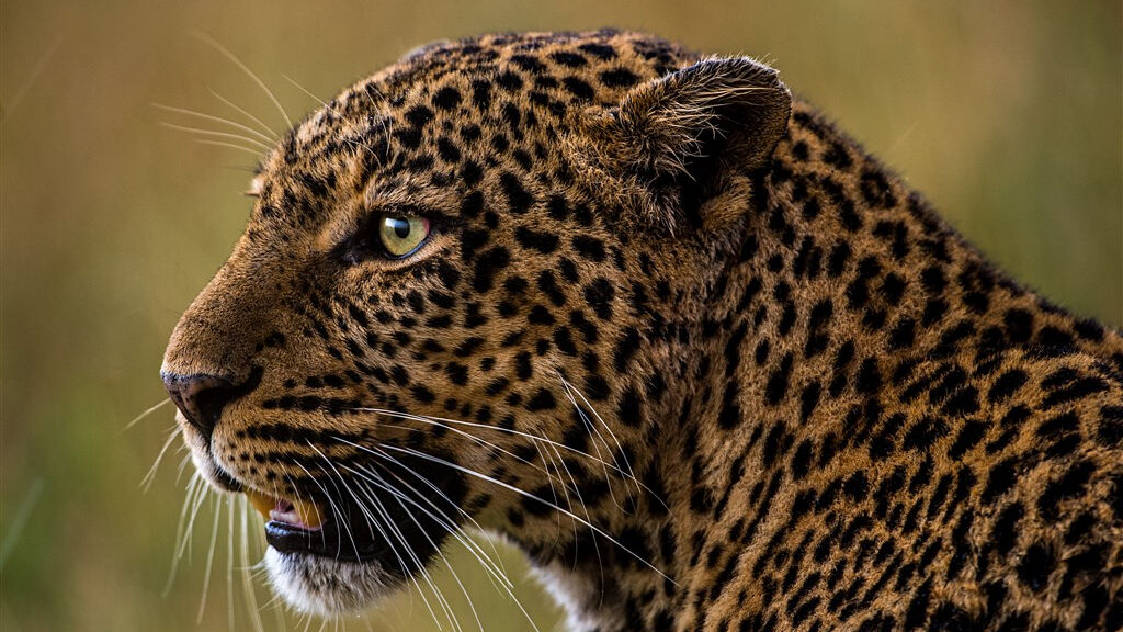 Cheetah safari - fotografie