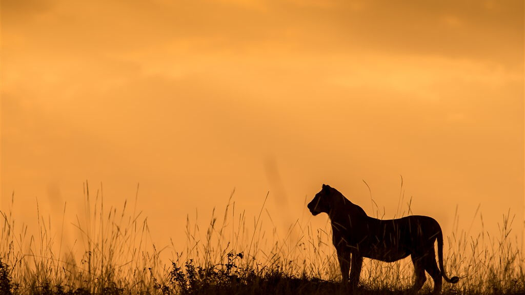 Cheetah safari - fotografie