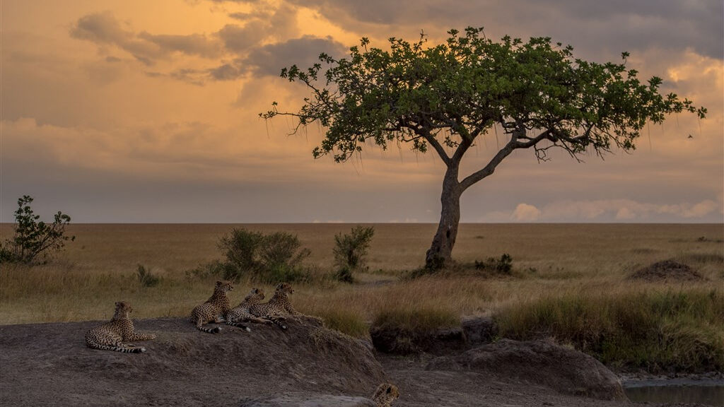 Cheetah safari - fotografie
