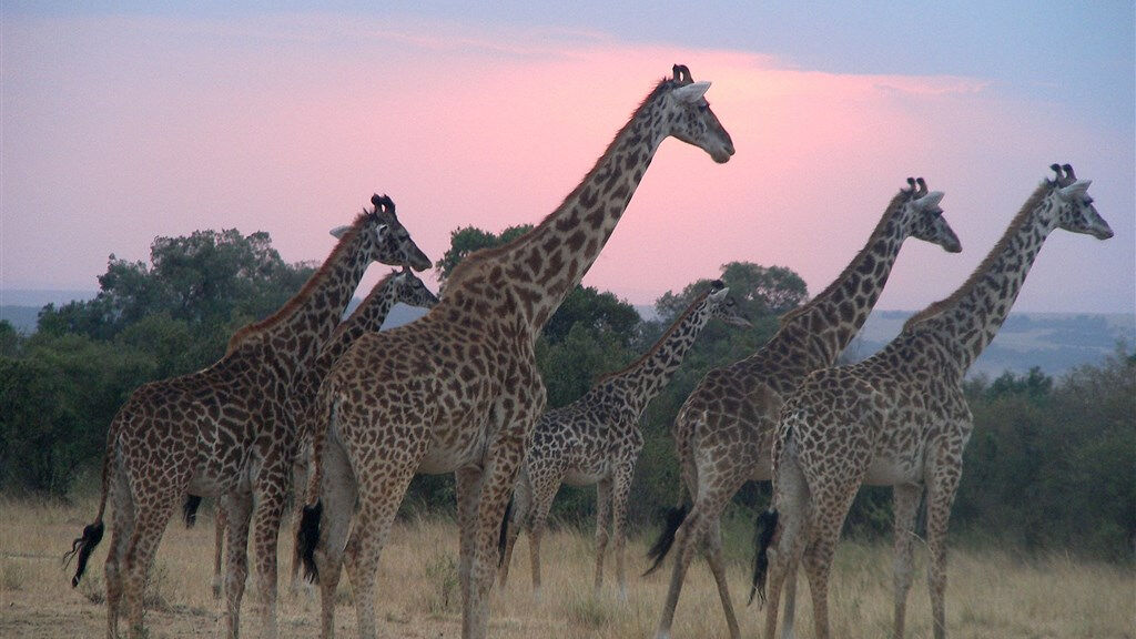 Cheetah safari - fotografie