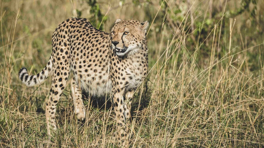 Cheetah safari - fotografie