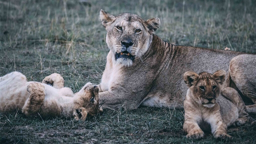Cheetah safari - fotografie