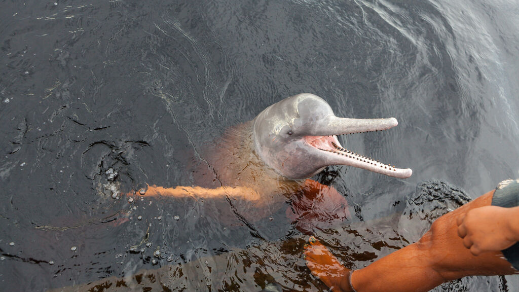 Ekvádor - Amazonie a Galapágy s šamanem - fotografie